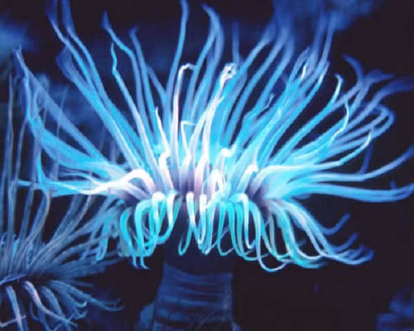 Loài hải quỳ này dành nhiều thời gian để nổi xung quanh cho đến khi chúng tìm thấy nơi tốt để neo đậu. Xúc tu của chúng đâm vào những kẻ săn mồi với “cây lao móc” sắc nhọn.