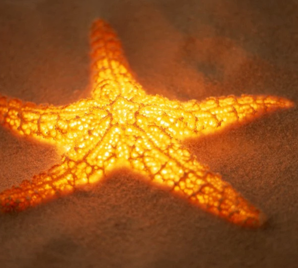 Không phải toàn bộ các loài sao biển có thể phát sáng nhưng số lượng các loài sao biển có khả năng phát quang sinh học thì không ít. Sự phát sáng này sẽ khiến cho chúng nổi bật hơn dưới đáy biển.