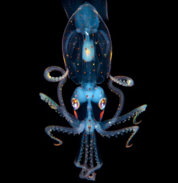 Mực Abraliopsis có một cơ chế ngụy trang rất thú vị, chúng có các cơ quan phát quang ở bên dưới cơ thể và liên tục phát sáng giống như các vì sao trên bầu trời. Khả năng này khiến cho các loài săn mồi ở bên dưới chúng không thể phát hiện ra.