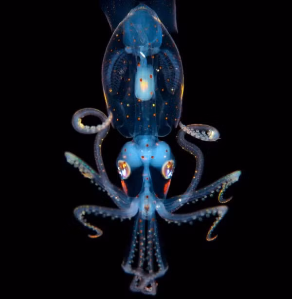 Mực Abraliopsis có một cơ chế ngụy trang rất thú vị, chúng có các cơ quan phát quang ở bên dưới cơ thể và liên tục phát sáng giống như các vì sao trên bầu trời. Khả năng này khiến cho các loài săn mồi ở bên dưới chúng không thể phát hiện ra.