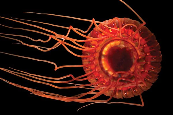 Ánh sáng của loài sứa này có thể chiếu xa đến 300 feet (khoảng 91,44 m). Khi đó, các loài to lớn hơn sẽ ngay lập tức bị thu hút bởi ánh sáng này và phóng ngay đến. Lúc này kẻ đi săn lại trở thành con mồi và sứa sẽ tranh thủ cơ hội này thoát thân.