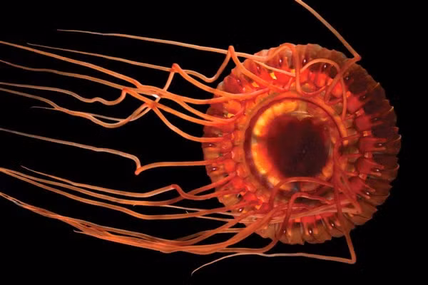 Ánh sáng của loài sứa này có thể chiếu xa đến 300 feet (khoảng 91,44 m). Khi đó, các loài to lớn hơn sẽ ngay lập tức bị thu hút bởi ánh sáng này và phóng ngay đến. Lúc này kẻ đi săn lại trở thành con mồi và sứa sẽ tranh thủ cơ hội này thoát thân.