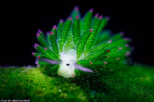 Sinh vật phát sáng dễ thương này là một chú sên biển có tên khoa học là Costasiella kuroshimae.