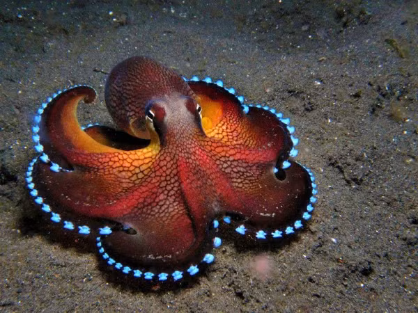 Bạch tuộc dừa là một trong những loài bạch tuộc đẹp nhất thế giới. Chúng có thể phát ra ánh sáng từ hơn 40 xúc tu ở rìa vòi và hoàn toàn có thể biến đổi, điều khiển được việc phát sáng của các xúc tu này.