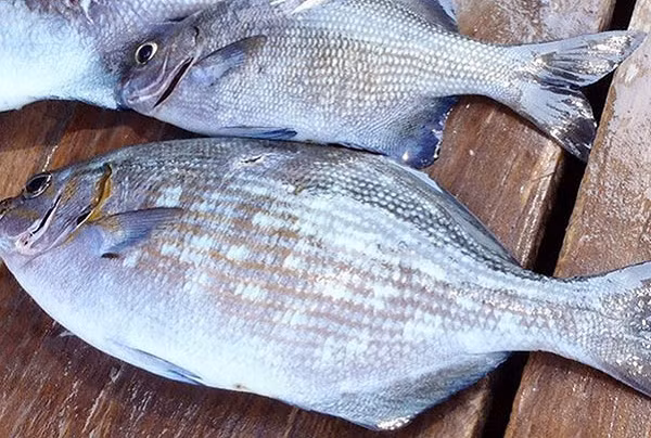 Loài cá có tên cực ma mị: cá tà ma này có lớp vảy màu xám đến đen, giống giống màu tro, thân dẹt.