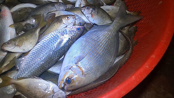 Hơn cả, loại cá này có thể ăn được theo mùa. Mùa đông, bạn chỉ cần ăn cá tà ma nướng sẽ thấy thơm ngào ngạt và đọng lại vị khó quên nơi cuống họng.