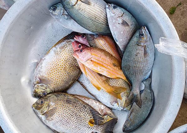 Thịt cá tà ma ngọt, dai, không hề tanh, trắng ngần như thịt gà, lớp mỡ nằm ngay dưới lớp vảy cứng cực kỳ béo và thơm.