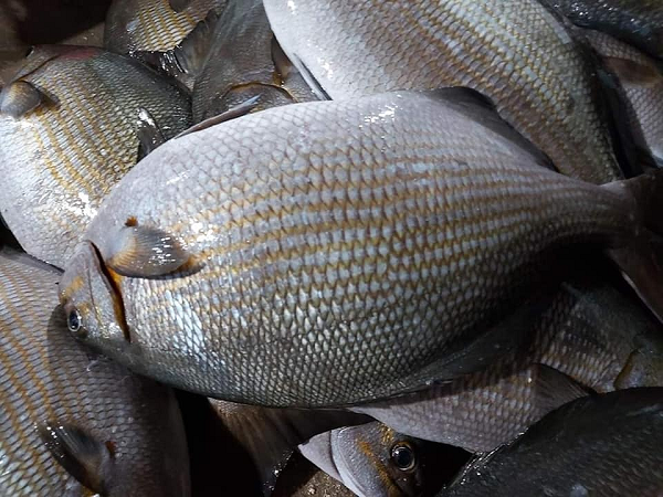 Theo giải thích của người dân Lý Sơn, sở dĩ loại cá này có tên gọi như vậy do sống ở các gành rạn. Nó lại cực kỳ lanh lợi, bơi khỏe nên đánh bắt khó khăn.