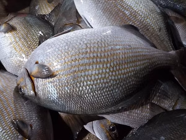 Theo giải thích của người dân Lý Sơn, sở dĩ loại cá này có tên gọi như vậy do sống ở các gành rạn. Nó lại cực kỳ lanh lợi, bơi khỏe nên đánh bắt khó khăn.