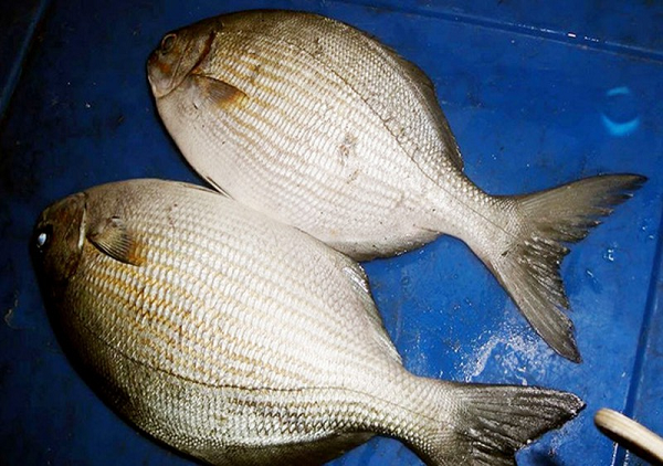 Cá sinh sống tự nhiên, to nhất cũng chỉ bằng gang tay. Giá của loại cá này không hề rẻ, khoảng 200.000 đồng/kg.