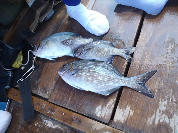 Vì thế từ xưa người dân ở đảo đã gọi là tà ma và vì cái tên lạ nên nhiều người đã tránh xa.