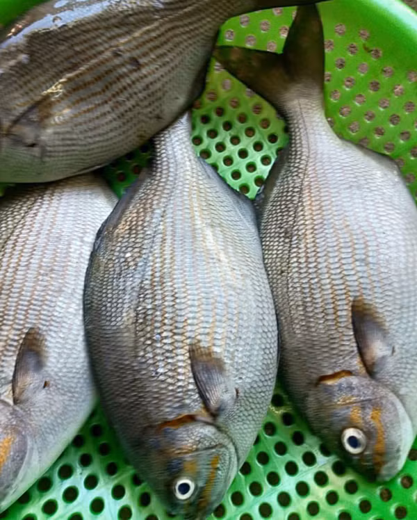 Cá bơi nhanh nên thịt cá vô cùng chắc, ăn thơm, ngon. Và tiếng lành đồn xa, tà ma được nhiều người biết đến trở thành đặc sản đặc trưng của những vùng chúng sinh sống.