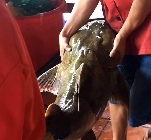 Cận cảnh con cá chiên, hay còn gọi là cá tiến vua với trọng lượng lên đến gần 30 kg, dài 1,2m đã được anh Lê Sỹ Long, chủ một cửa hàng ăn uống đưa từ Hòa Bình về Hà Nội đầu tháng 11/2017.