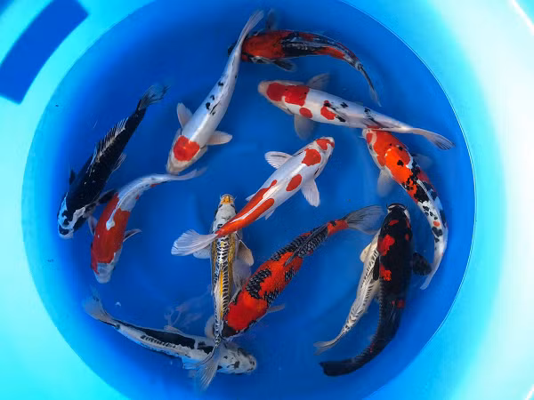 Cá Aoki Koi Farm là quán quân “International Junior Koi Show” 2017 được tổ chức tại Ojiya – một thành phố thuộc tỉnh Niiga ở phía biển của Nhật Bản.