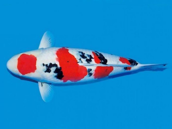 Cá Koi Sanke cũng một trong 3 dòng cá Koi phổ biến nhất của Nhật Bản, nó là cái tên cuối cùng trong top 5 con cá Koi đắt nhất thế giới. Đây là một dòng koi được lai tạo từ dòng cá koi Kohaku và showa. Dòng này có đặc điểm là lớp vảy trắng muốt xen kẽ những đốm đen nhỏ cùng những khoảng màu đỏ lớn trên thân.
