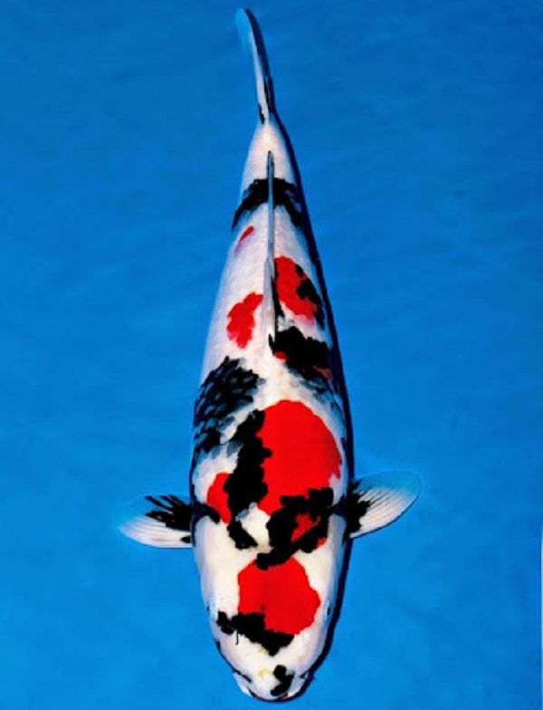 Tiếp đến là Cá Koi Showa Nhật Bản, là một thành viên của danh mục “Gosanke” của cá Koi cảnh và được đánh giá cao nhờ hoa văn cân đối và màu sắc sắc nét.