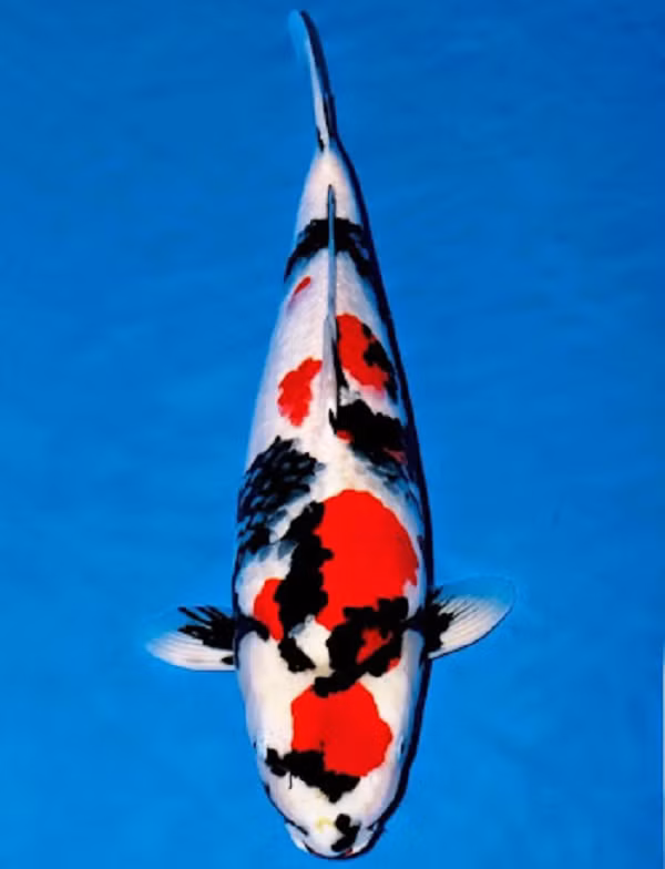 Tiếp đến là Cá Koi Showa Nhật Bản, là một thành viên của danh mục “Gosanke” của cá Koi cảnh và được đánh giá cao nhờ hoa văn cân đối và màu sắc sắc nét.