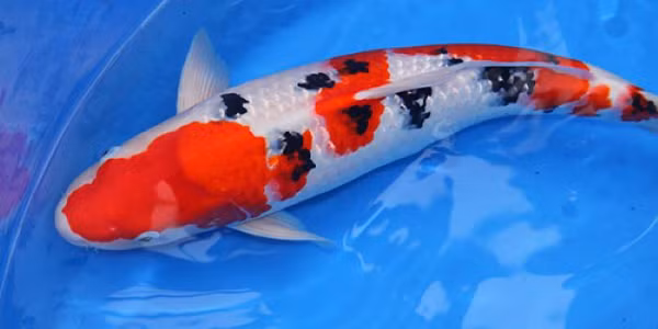 Một Sanke đạt chuẩn đẹp phải là một Kohaku đẹp cộng thêm những đốm đen mềm mại, tao nhã. Giá bán của giống cá này cũng gần tương đương với cá Koi Kohaku là hơn 1 triệu đồng.