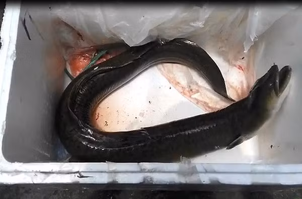 Tháng 6/2017 con cá chình hoa sông Đà dài 1m5, nặng 10 kg được chủ một đầu mối chuyên về các dòng cá đặc sản sông Đà tại Hà Nội mua của một ngư dân với giá 45 triệu đồng.