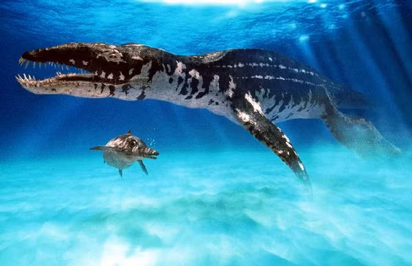 Tylosaurus là một loài thằn lằn biển Tylosaurus, một thằn lằn biển ăn thịt lớn liên quan chặt chẽ với thằn lằn hiện đại và rắn. Đây có lẽ là một trong những thương long lớn nhất thế giới.