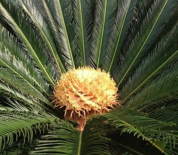 Về đặc điểm, thân cây có dạng hình trụ, có thể cao đến 2, 3 m. Lá cây mọc thành hình tròn (như cây dừa), lá có hình lông chim và các lá chét có hình kim nhọn, dài, cuống lá có gai.