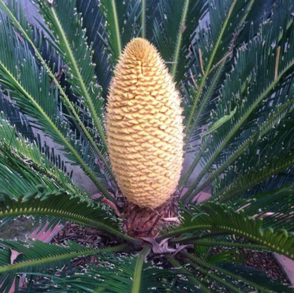 Ngoài ra, có một điểm đặc biệt ở cây vạn tuế nữa là cây đơn tính khác gốc. Cây đực mang các nón đực (chứa nhụy) còn cây cái thì mang các bào tử lớn (lá noãn chứa noãn) được phủ đầy lông màu vàng, sau đó sẽ kết thành hạt trần có màu vàng nâu.