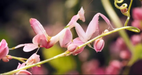 Bọ ngựa phong lan trông giống như một bông hoa phong lan. Nó có chân giống như cánh hoa và màu trắng hồng hoặc vàng. Tuy nhiên, chỉ có những con cái mới có ngoại hình trông như thế này.