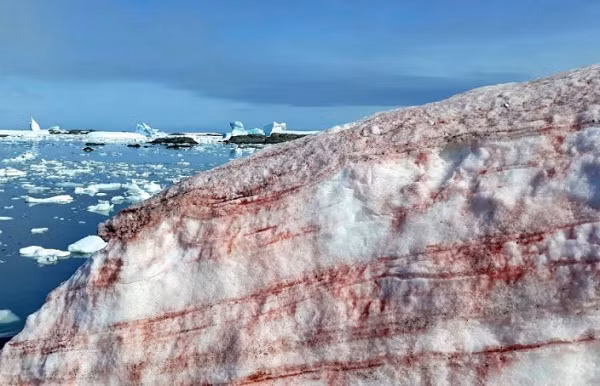 Thông thường, loại tảo này nằm sâu dưới tuyết vào mùa đông nhưng trồi lên bề mặt để sinh sản khi thời tiết trở nên ấm hơn. Chính sắc tỏ đỏ khi kết hợp với sắc tố xanh của tảo đã khiến bề mặt tuyết chuyển sang màu hồng / đỏ.