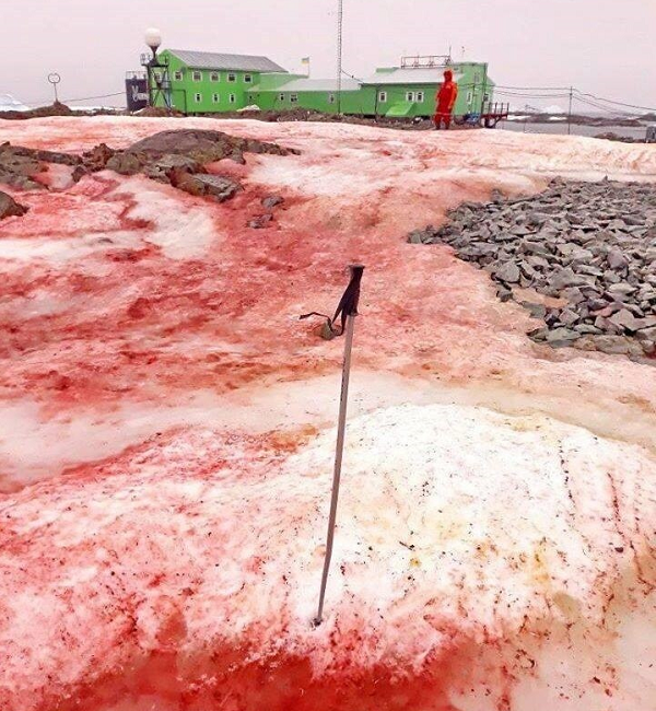 Do biến đổi khí hậu, thời tiết tại Nam Cực đang ấm áp bất thường dẫn đến hiện tượng trên xuất hiện sớm, theo các nhà khoa học.