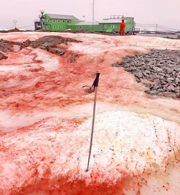 Do biến đổi khí hậu, thời tiết tại Nam Cực đang ấm áp bất thường dẫn đến hiện tượng trên xuất hiện sớm, theo các nhà khoa học.