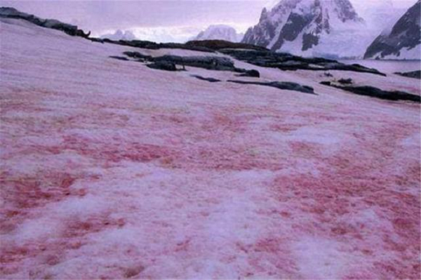 Năm ngoái, các nhà khoa học đã chụp được cảnh một màu đỏ rực giữa nền tuyết trắng ở Nam Cực, trông giống như mặt đất đang chảy máu. Và mới đây, lại xuất hiện thông tin về máu và tuyết ở Nam Cực.