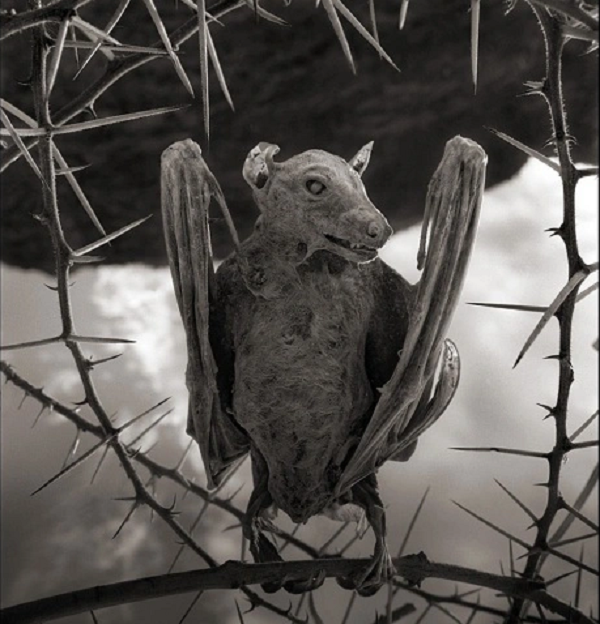 Chất này đi vào hồ thông qua các vật chất xói mòn từ các ngọn đồi xung quanh. Do không thể thoát đi mà cứ bốc hơi nên nước trong hồ có nồng độ kiềm rất cao.