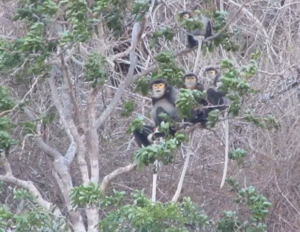 Ngành chức năng tỉnh Đồng Nai đã xây dựng mục tiêu kế hoạch bảo tồn loài động vật này giai đoạn 2022-2025 và tầm nhìn đến năm 2030 với các nhiệm vụ cụ thể về quản lý, bảo tồn, nghiên cứu khoa học, đào tạo nhân lực.
