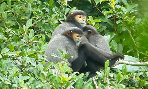 Vọoc Chà Vá chân đen là một trong những loài động vật nguy cấp quý hiếm. Chúng được ưu tiên bảo vệ được quy định tại Nghị định số 160/2013/NĐ-CP ngày 12 tháng 11 năm 2013 của Chính phủ.