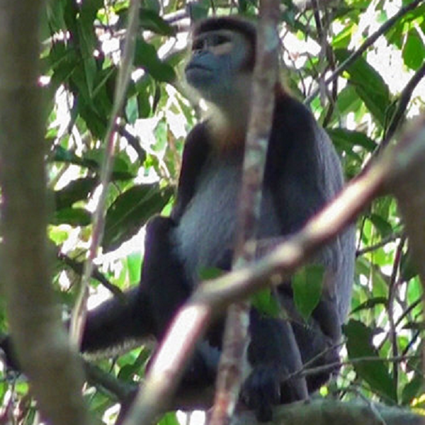 oọc Chà vá chân đen thường sống ở rừng kín nửa rụng lá và rừng cây họ Dầu Dipterocarpaceae.