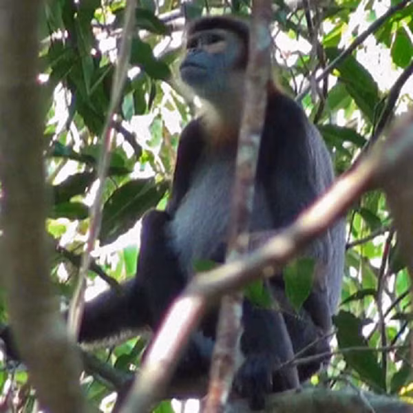 oọc Chà vá chân đen thường sống ở rừng kín nửa rụng lá và rừng cây họ Dầu Dipterocarpaceae.