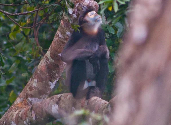 Thức ăn của Voọc Chà vá chân đen gần như toàn lá cây, thỉnh thoảng thêm trái cây và hoa.