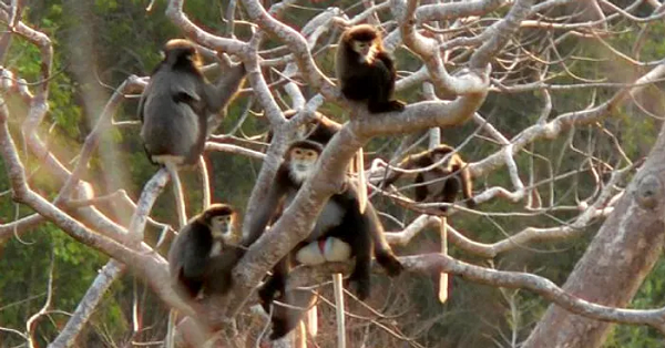 Tất cả các hành vi bẫy, bắt, nuôi nhốt, mua bán trái pháp luật Voọc Chà vá chân đen đều bị xử lý trách nhiệm hình sự.