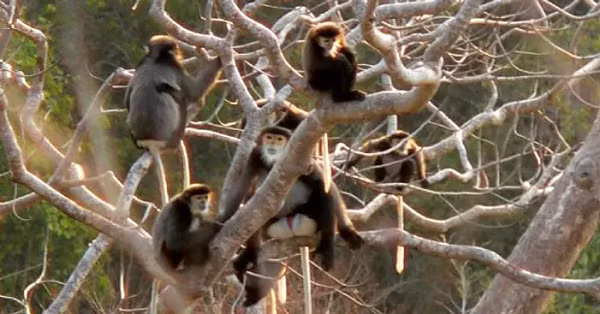 Tất cả các hành vi bẫy, bắt, nuôi nhốt, mua bán trái pháp luật Voọc Chà vá chân đen đều bị xử lý trách nhiệm hình sự.