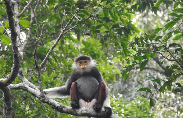Voọc Chà vá chân đen có thân lông xám với vết lông trắng ở mông, lông vai và tay màu đen, tay dài hơn chân, đuôi dài, sắc lông trắng, mắt hơi xếch, có vành râu quai nón màu trắng..