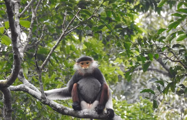 Voọc Chà vá chân đen có thân lông xám với vết lông trắng ở mông, lông vai và tay màu đen, tay dài hơn chân, đuôi dài, sắc lông trắng, mắt hơi xếch, có vành râu quai nón màu trắng..