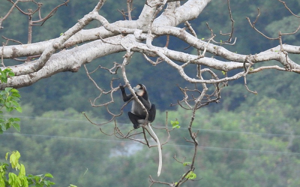Sở Nông nghiệp và Phát triển nông thôn Đồng Nai được giao nhiệm vụ chủ trì, phối hợp các sở, ngành liên quan và Ủy ban nhân dân huyện Xuân Lộc thực hiện dự án điều tra, phân bổ tình trạng, cấu trúc đàn, đặc điểm sinh thái, chương trình giám sát loại vọoc Chà Vá chân đen ở núi Chứa Chan, huyện Xuân Lộc.