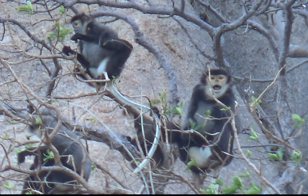 Voọc Chà vá chân đen là một loài khỉ ăn lá đặc hữu của Việt Nam và Campuchia, sinh sống ở khu vực Nam Trường Sơn của Việt Nam (Cao nguyên Lâm Viên) và miền núi Campuchia lân cận.
