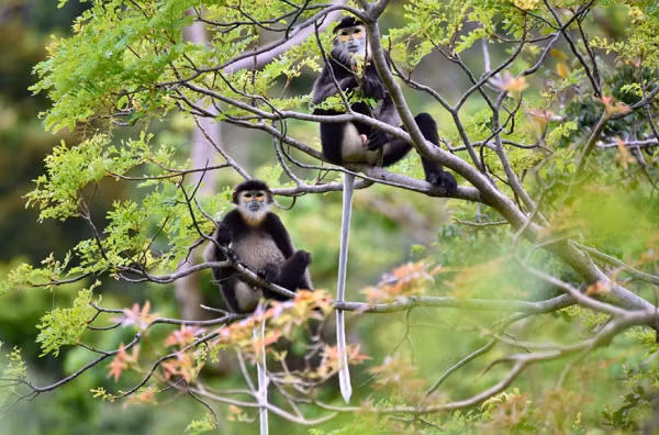 Qua điều tra, quần thể vọoc Chà Vá chân đen tại núi Chứa Chan, huyện Xuân Lộc từ 159 đến 192 cá thể. Chúng được phân bổ ở độ cao từ 180 đến 800m, gồm 7 đàn phát triển khá tốt, đang thời kỳ tăng về số lượng.