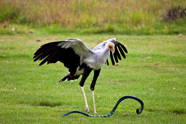 Cảnh chim Sagittarius serpentarius bắt rắn cũng rất kỳ lạ: Nó tóm lấy con rắn bằng những móng chân chắc khỏe và đập đầu con rắn cho đến chết, đồng thời tự bảo vệ mình khỏi bị cắn bằng đôi cánh to lớn đầy lông.