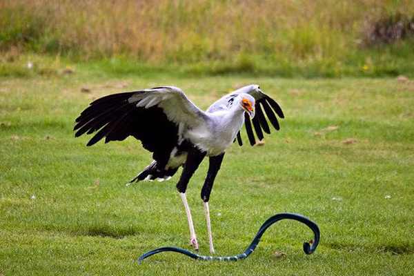 Cảnh chim Sagittarius serpentarius bắt rắn cũng rất kỳ lạ: Nó tóm lấy con rắn bằng những móng chân chắc khỏe và đập đầu con rắn cho đến chết, đồng thời tự bảo vệ mình khỏi bị cắn bằng đôi cánh to lớn đầy lông.