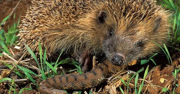 Nhím Hedgehog có bộ lông đầy gai nhọn, cộng với khả năng miễn dịch nọc độc của rắn nên loài này có thể tấn công gây thương tích rồi tiếp cận và cắn nát cổ con rắn.