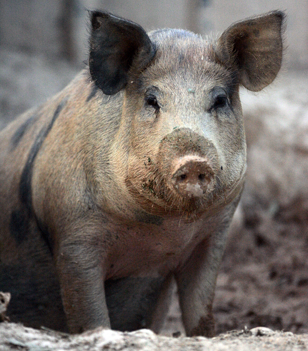 Nhiều người thường nói, lợn cũng là một trong những khắc tinh của loài rắn, khi gặp hang rắn sẽ không bỏ qua mà đào bắt cho kỳ được. Thậm chí, rắn khi nhìn thấy lợn thì sợ mất vía, chỉ còn biết cuộn tròn lại.