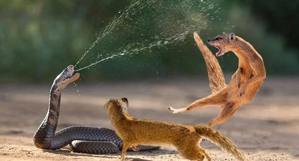 Các nhà nghiên cứu tại Viện Khoa học Weizmann (Israel) cho biết, cầy Mangut không “hề hấn” gì khi bị rắn hổ mang cắn là do loài này có một thụ thể acetylcholine đột biến.