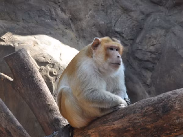 Trước năm 1975, loài này còn gặp rất phổ biến. Tuy nhiên từ đó đến nay tình trạng của loài thay đổi rõ rệt. Số lượng quần thể giảm mạnh.